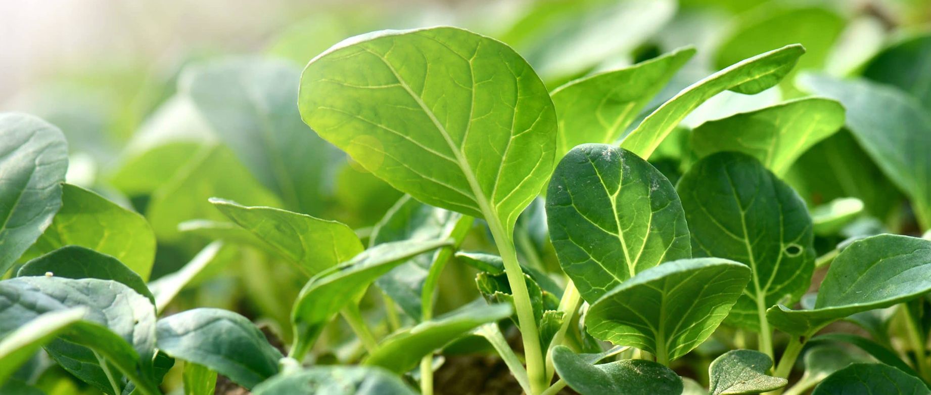 100% PLANT BASED Products